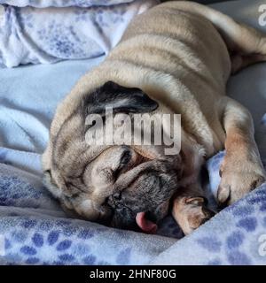 Nahaufnahme eines Mops, der auf dem Bett schlief Stockfoto