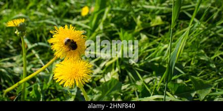 Hummel sammelt Pollen in zwei gelben Dandelionenblüten mit diffusem grünem Grashintergrund. Konzept für den internationalen Frauentag am 8. März mit Stockfoto