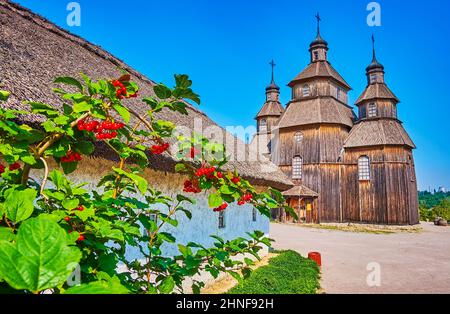 Die Büschel von Viburnum in einem kleinen Garten von Zaporozhian sich scansen, Insel Chortyzsia, Zaporizhzhia, Ukraine Stockfoto