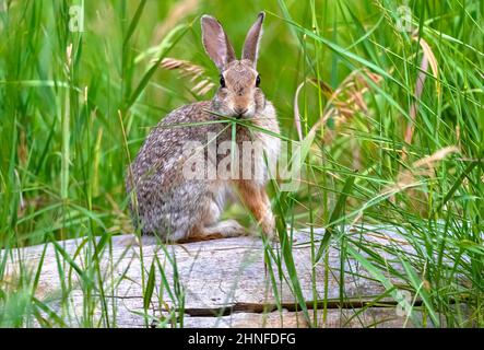 Nahaufnahme eines östlichen Cottontail-Hasen, der hohes grünes Gras frisst, während er auf einem gefallenen Baumstamm in der Wildnis sitzt. Stockfoto