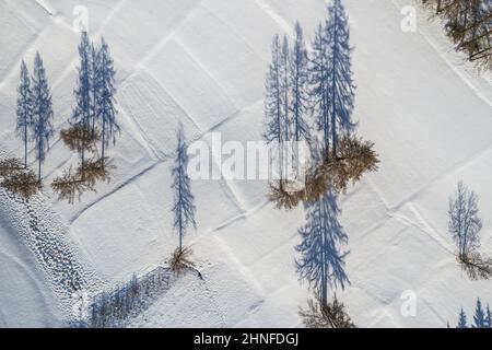 Blick von oben auf den Schatten der Bäume im Schnee Stockfoto