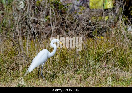 Großartiger Reiher mit einer Eidechse im Mund in der Rasenfläche des New Orleans City Parks Stockfoto