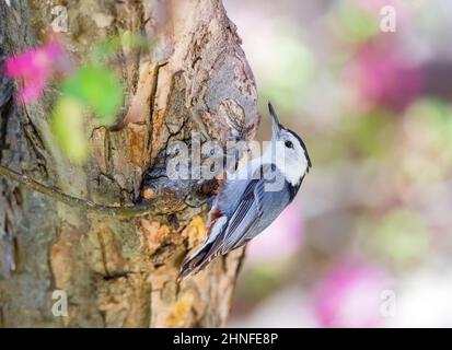 Nahaufnahme eines weißreihigen Nuthatches, der sich an der Rinde eines Crabapple-Baumes festhält, mit einem farbenfrohen, weichen Hintergrund aus rosa und grünen Frühlingsblüten. Stockfoto