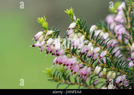 Makroaufnahme von rosa Heidekraut (calluna vulgaris), bedeckt mit Wassertropfen Stockfoto