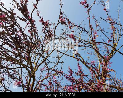 Judas-Baum verzweigt sich mit rosa Blüten am blauen Himmel Stockfoto