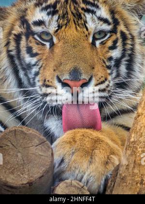 Der Tiger (Panthera tigris lateinischer Name). Blick auf ein Gesicht mit der Zunge nach außen. Nahaufnahme des Tieres von vorne. Stockfoto