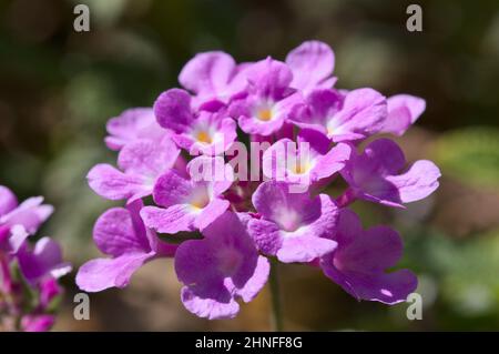Detail einer isolierten violetten lantana Camara Blume in der Sonne mit unscharfem Hintergrund Stockfoto
