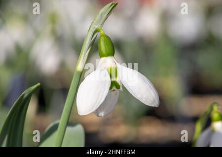 Nahaufnahme einer blühenden Schneeglöckchen-Blume (galanthus elwesii) Stockfoto