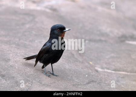 Der samtige Schwarztyrant (Knipolegus nigerrimus) thront auf dem Boden (Felsen), auf dem Weg zum Wasserfall Fumaça Stockfoto