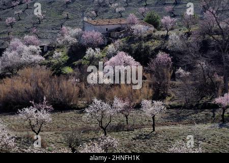 Mehrere blühende Mandelbäume vor dem Landhaus am Berghang, Mandelgarten in voller Blüte, Velez-Rubio, Almeria, Andalusien, Spanien Stockfoto