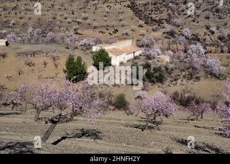 Altes Landhaus im blühenden Mandelgarten, Mandelbäume in Blüte und Pinien umgeben Haus, Velez-Rubio, Almeria, Andalusien, Spanien Stockfoto