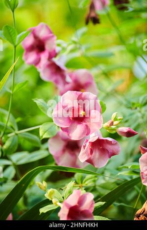 Schönheitspflege (Pandorea jasminoides) oder Laubweinrebe in einem tropischen Haus, Bayern, Deutschland Stockfoto