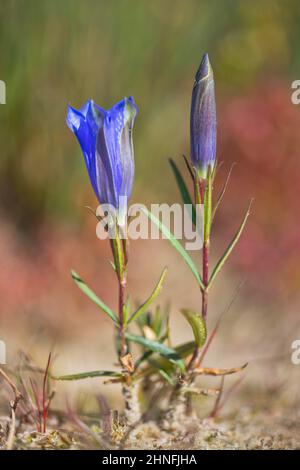 Marsh Enzian (Gentiana pneumonanthe), Emsland, Niedersachsen, Deutschland Stockfoto