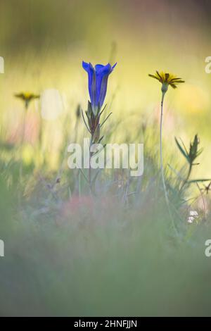 Marsh Enzian (Gentiana pneumonanthe), Emsland, Niedersachsen, Deutschland Stockfoto