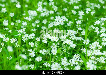 Großstitchwort (Stellaria holostea), blühend, Thüringen, Deutschland Stockfoto