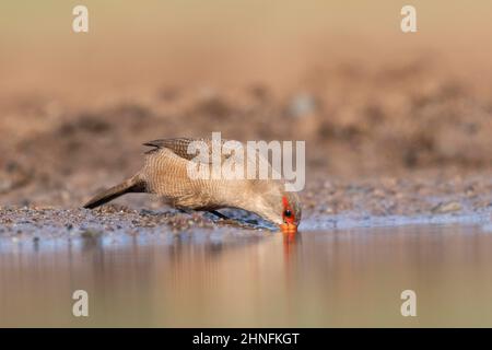 Gewöhnlicher Seidenschnabel (Estrilda astrild), der am Wasserloch, Zimanga Game Reserve, KwaZulu Natal, Südafrika, trinkt Stockfoto