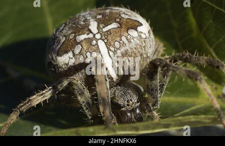 Nahaufnahme einer europäischen Gartenspinne, Kreuzrebenweber auf einem Blatt Stockfoto