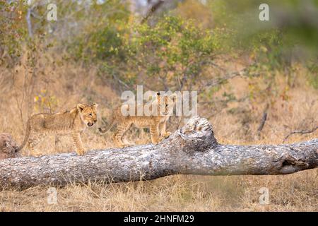 Lion (Panthera leo) Cubs klettern über einen Baumstamm, Londolozi Game Reserve, Südafrika Stockfoto