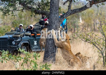 Lion (Panthera leo) Löwenfamilie, die ihre Krallen auf einen Baum schärft, Londolozi Game Reserve, Südafrika Stockfoto