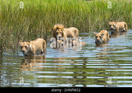 Lion (Panthera leo) Löwenfamilie beim Überqueren eines Wasserlaufs, Vumbura Plains Camp, Botswana Stockfoto