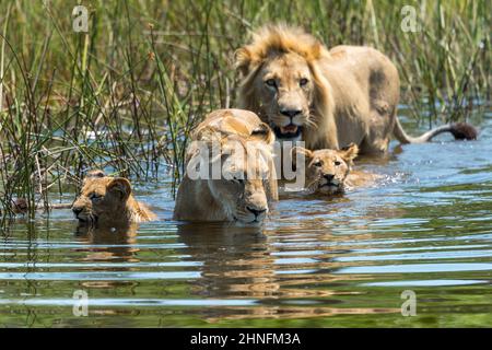 Lion (Panthera leo) Löwenfamilie beim Überqueren eines Wasserlaufs, Vumbura Plains Camp, Botswana Stockfoto
