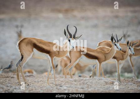 Springboks (Antidorcas marsupialis), männliche und weibliche Trinker an einem Wasserloch im Etosha National Park, Namibia Stockfoto