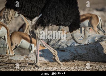 Gewöhnlicher Strauß (Struthio camelus), Männchen, Detailansicht, Etosha National Park, Namibia Stockfoto