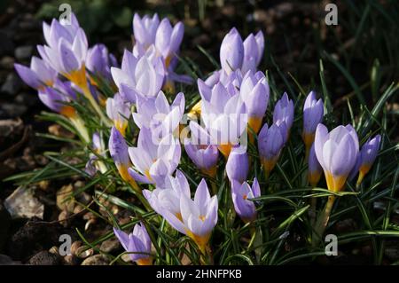 Winter crocusesˈkrōkəs blüht in einem Blumenbeet an einem sonnigen Tag Stockfoto