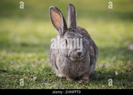 Wildes europäisches Kaninchen (Oryctolagus cuniculus), das in Spanien auf dem Gras steht Stockfoto