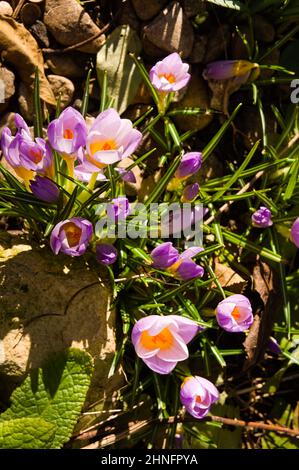 crocusesˈkrōkəs blüht in der Wintersonne Stockfoto