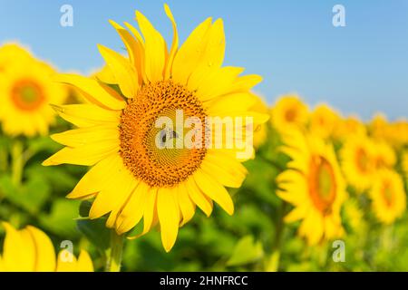 Blume einer Sonnenblume (Helianthus annuus) mit Honigbiene (APIs), Sonnenblumenfeld, Deutschland Stockfoto