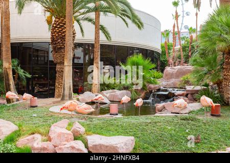 Las Vegas, 6 2015. AUGUST - Bewölkter Blick auf den Garten des Flamingo Casinos Stockfoto