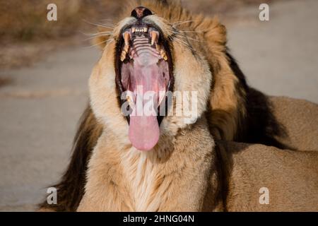 Asiatische Löwin gähnend mit offenem Mund (Panthera leo persica) in Gefangenschaft Stockfoto