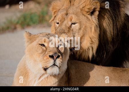 Gesichtsbildnis von Männchen und Weibchen des asiatischen Löwen (Panthera leo persica) in Gefangenschaft Stockfoto