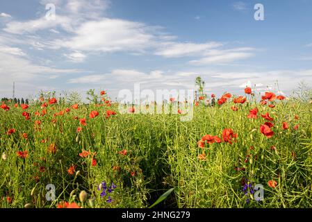 Feld von blühenden roten Mohnblumen im Frühling gegen bewölkten Himmel Stockfoto