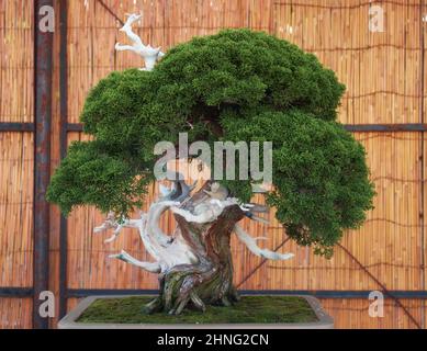 Nagoya, Japan - 20. Oktober 2019: Blick auf den kleinen dekorativen Bonsai-Baum des chinesischen Wacholders (Juniperus chinensis) auf der jährlichen Burg von Nagoya B. Stockfoto