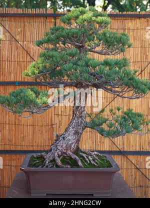 Nagoya, Japan - 20. Oktober 2019: Blick auf den dekorativen Bonsai-Baum von fünf Nadelkiefern (japanische weiße Kiefer) auf dem jährlichen Schloss Bonsai in Nagoya Stockfoto