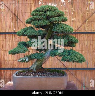 Nagoya, Japan - 20. Oktober 2019: Blick auf den kleinen dekorativen Bonsai-Baum des Tempelwacholders (Juniperus rigida) auf der jährlichen Burg Bonsa von Nagoya Stockfoto