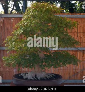 Nagoya, Japan - 20. Oktober 2019: Der Blick auf den kleinen dekorativen Bonsai-Baum aus japanischem Ahorn (Acer palmatum) mit großer Wurzelausbreitung am Jahresabschlussjahr Stockfoto