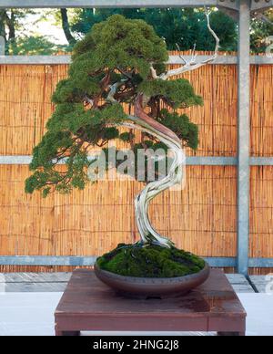 Nagoya, Japan - 20. Oktober 2019: Blick auf den kleinen dekorativen Bonsai-Baum des chinesischen Wacholders (Juniperus chinensis) auf der jährlichen Burg von Nagoya B. Stockfoto