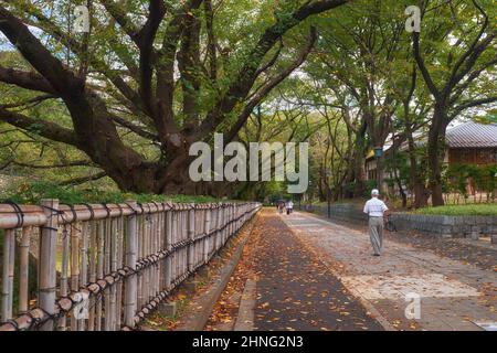 Nagoya, Japan - 20. Oktober 2019: Der Wanderweg entlang der Burgmauer von Nagoya mit den alten Kirschbäumen, die entlang des Bambuszauns wachsen. Nagoy Stockfoto