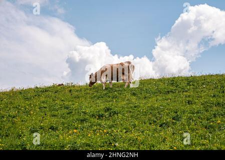Kühe weiden Berghang gegen bewölkten Himmel im Hintergrund Stockfoto