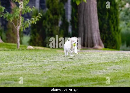 Ein West Highland Terrier, kleiner Hund, der mit seinem Lieblingsball durch den Park läuft. Stockfoto