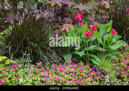 Impatiens - Balsam, Pennisetum setaceum 'rubrum' - Purple Fountain Grass, Red Flowering Canna - Indian Shot, Ricinus communis 'Red Spire'. Stockfoto
