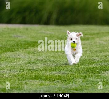 Nahaufnahme eines niedlichen West Highland Terrier-Hundes, der aufgeregt mit einem Ball durch einen frisch gemähten Rasen mit Schnittlauch auf den Betrachter zuläuft. Stockfoto