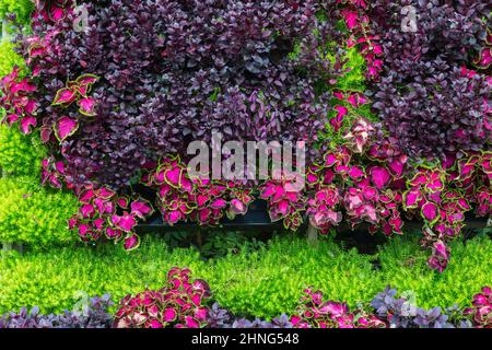 Vertikale Gartenwand mit violett gefärbtem Solenostemon - Coleus, Alternanthera 'Little Ruby' und Sedum reflexum 'Angelina' - Stonekrop Pflanzen in Stockfoto