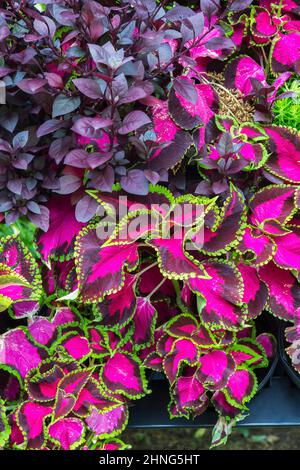 Vertikale Gartenwand mit violett gefärbten Solenostemon - Coleus, Alternanthera 'Little Ruby' Pflanzen im Spätsommer, Quebec, Kanada Stockfoto