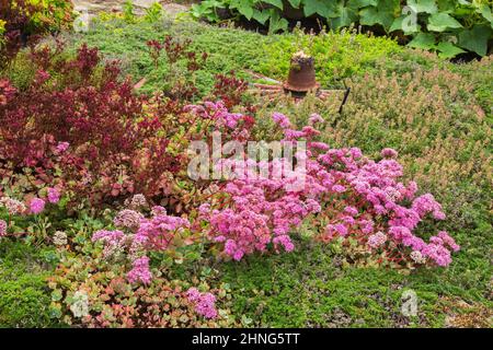 Gemischtes Sempervivum - Houseleek in der Blüte in der Grenze im Hinterhof Landgarten im Sommer. Stockfoto