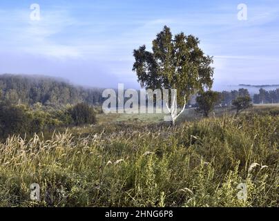 Kleine Birke auf einer dichten Wiese im Tal des Flusses INI. Wälder mit Überresten von Morgennebel am Horizont. Blauer Himmel mit Zirruswolken Stockfoto