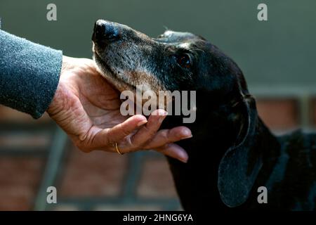 Hand hält das Gesicht eines Hundes. Stockfoto